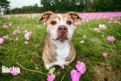 Sacha, an adoptable American Bulldog Mix in Cumberland, MD_image-1
