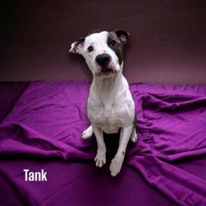 Tank