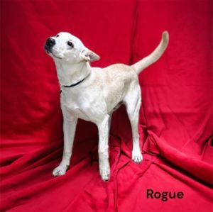Rogue