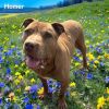 Homer