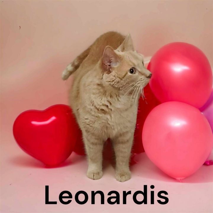 Leonidas 3