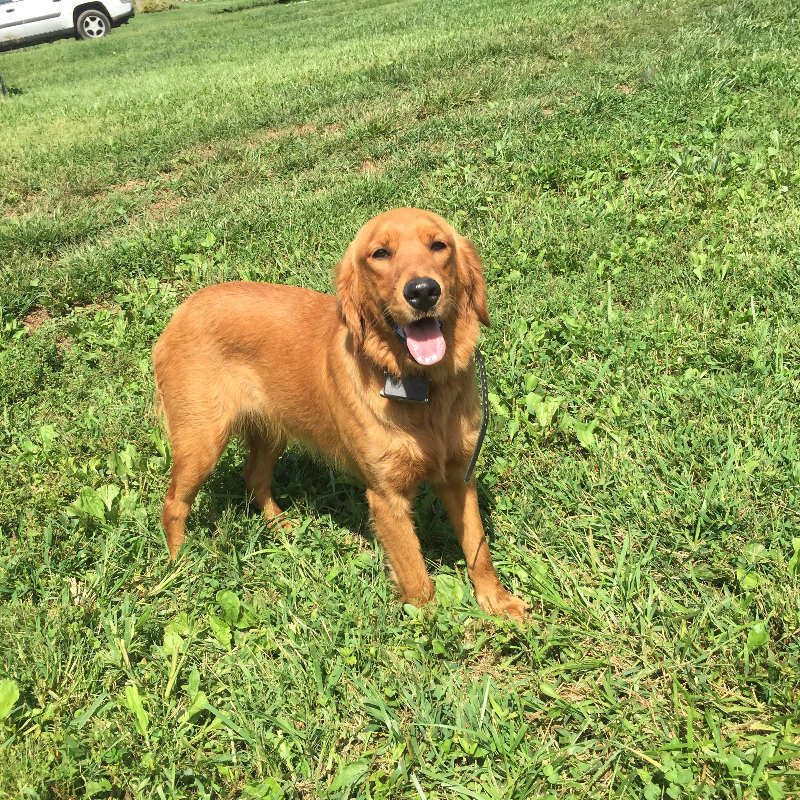 Harper, an adoptable Golden Retriever in Louisville, KY, 40206 | Photo Image 1