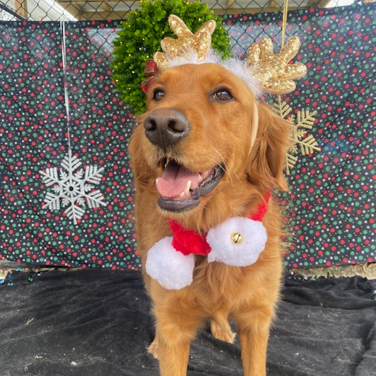 Harper, an adoptable Golden Retriever in Louisville, KY, 40206 | Photo Image 2