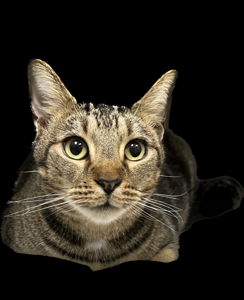 CHALUPA, an adoptable Domestic Short Hair in New Bern, NC, 28563 | Photo Image 1