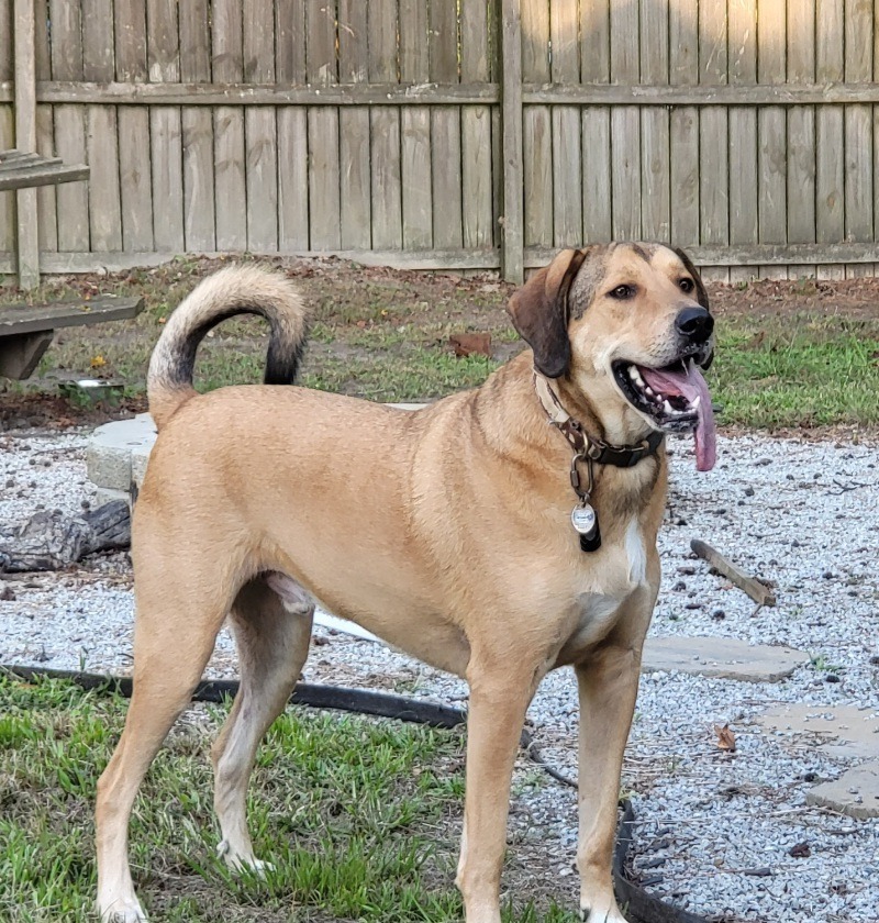 Richie, an adoptable Labrador Retriever, Hound in New Bern, NC, 28563 | Photo Image 1