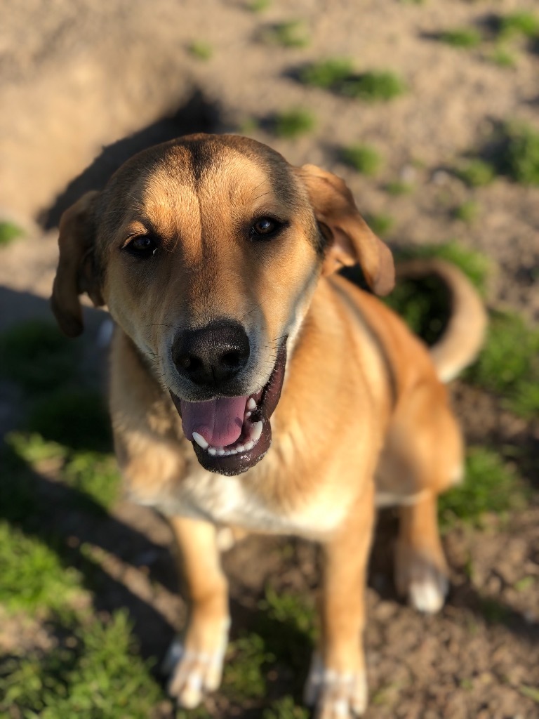 Richie, an adoptable Labrador Retriever, Hound in New Bern, NC, 28563 | Photo Image 2