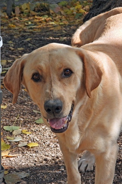 Toby, an adoptable Labrador Retriever in Ogden, UT, 84409 | Photo Image 1