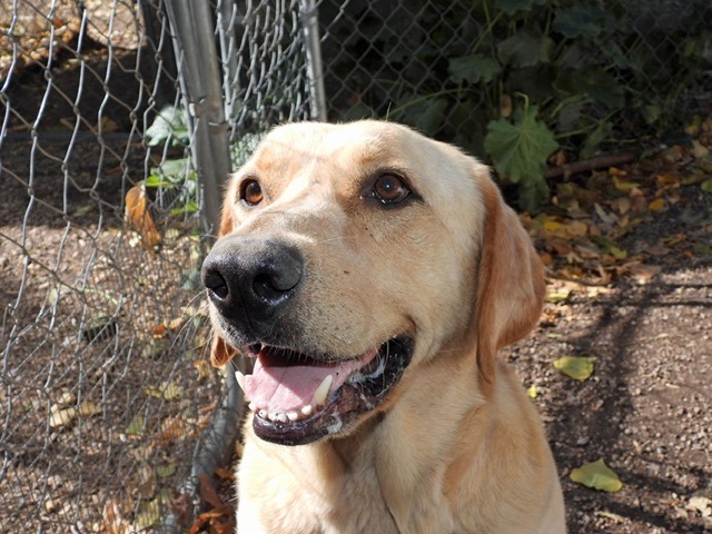 Toby Dog, an adoptable Labrador Retriever in Ogden, UT, 84409 | Photo Image 2