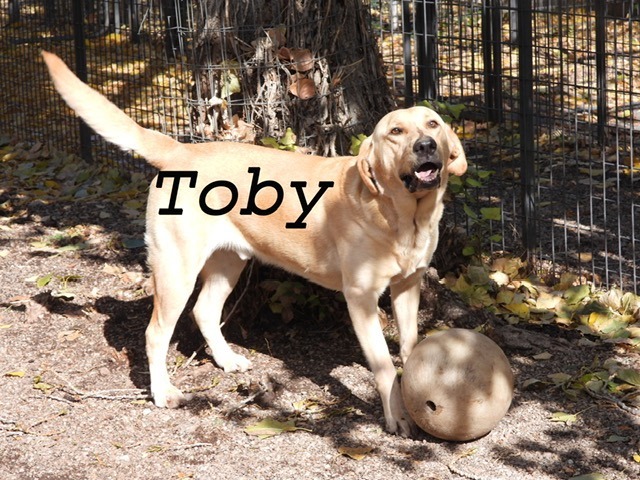 Toby Dog, an adoptable Labrador Retriever in Ogden, UT, 84409 | Photo Image 3