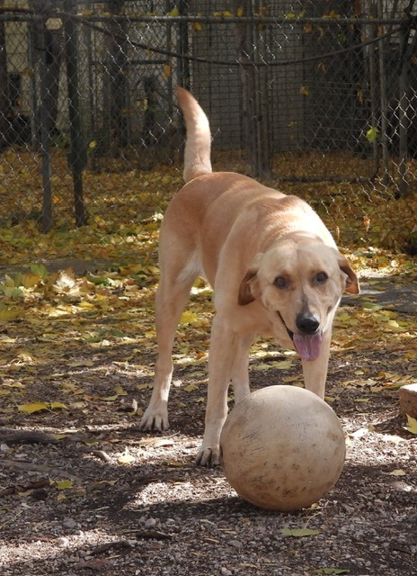 Toby Dog, an adoptable Labrador Retriever in Ogden, UT, 84409 | Photo Image 4