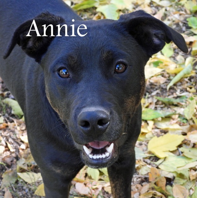 Annie, an adoptable Labrador Retriever in Ogden, UT, 84409 | Photo Image 1