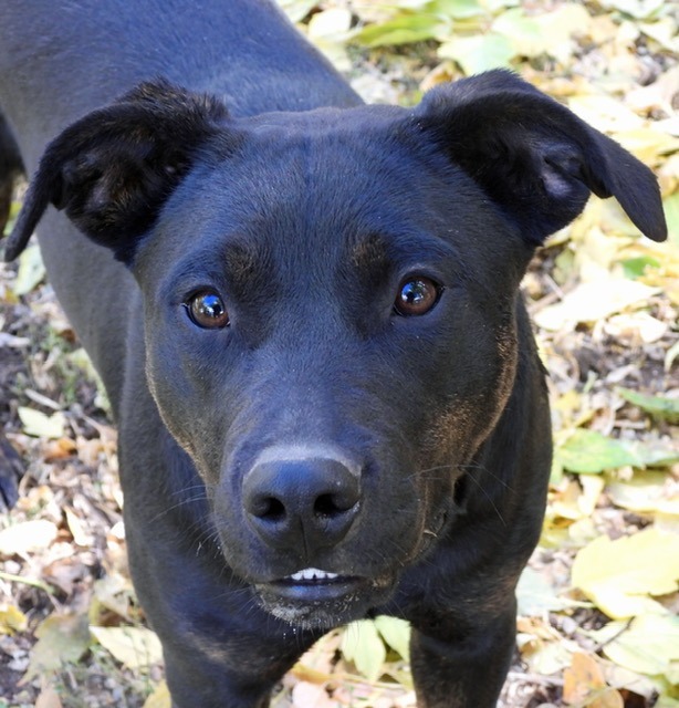 Annie, an adoptable Labrador Retriever in Ogden, UT, 84409 | Photo Image 2