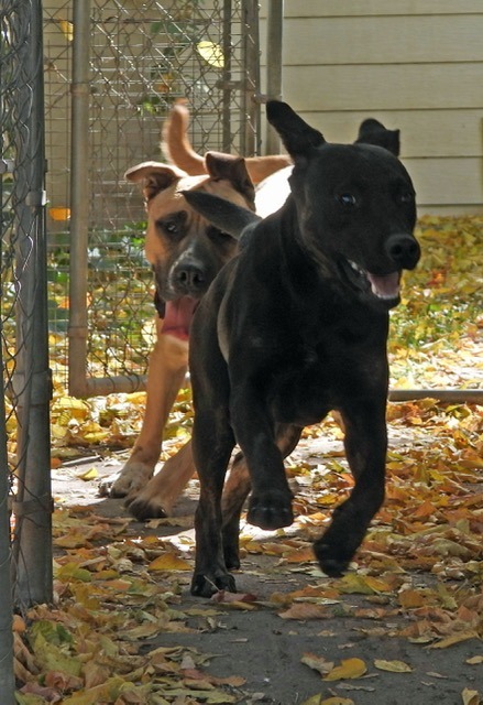 Annie, an adoptable Labrador Retriever in Ogden, UT, 84409 | Photo Image 3