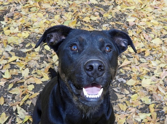 Annie, an adoptable Labrador Retriever in Ogden, UT, 84409 | Photo Image 4