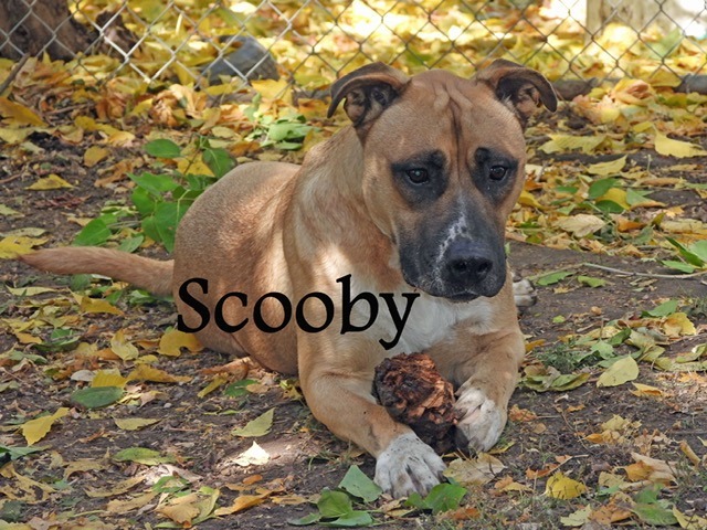 Scooby, an adoptable American Staffordshire Terrier in Ogden, UT, 84409 | Photo Image 1