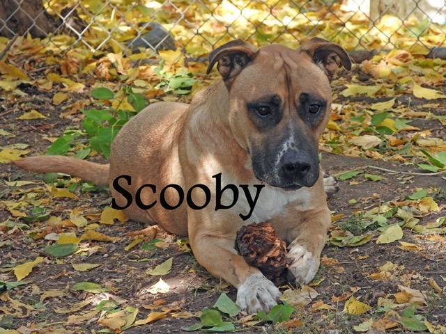 Scooby