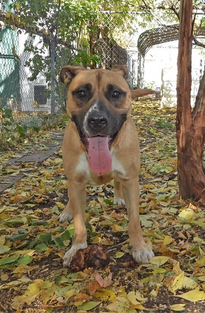 Scooby, an adoptable American Staffordshire Terrier in Ogden, UT, 84409 | Photo Image 2