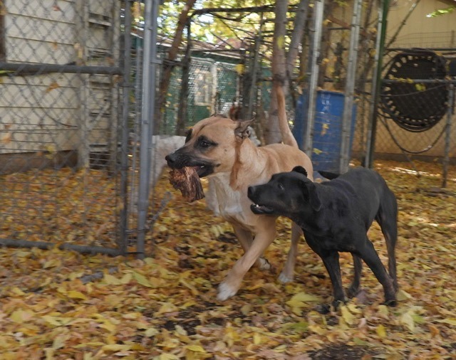 Scooby, an adoptable American Staffordshire Terrier in Ogden, UT, 84409 | Photo Image 3