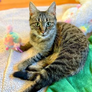 Cindy Lou is a one-year old short-haired brown tabby with big beautiful green eyes and a big heart