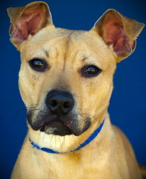 Crimson, Adult Male Mixed Breed
