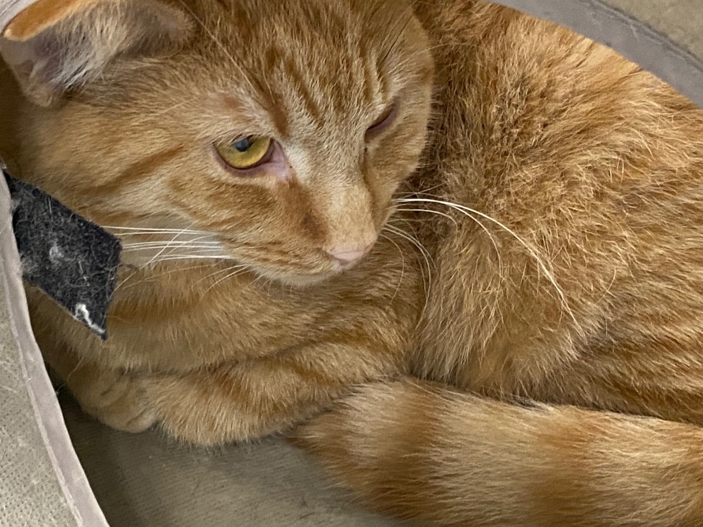 Bobby, an adoptable Domestic Short Hair in Plattsburgh, NY, 12901 | Photo Image 1