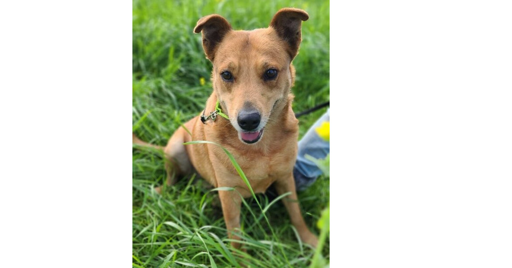 Goldie, an adoptable Cattle Dog, Shepherd in Santa Rosa, CA, 95401 | Photo Image 1