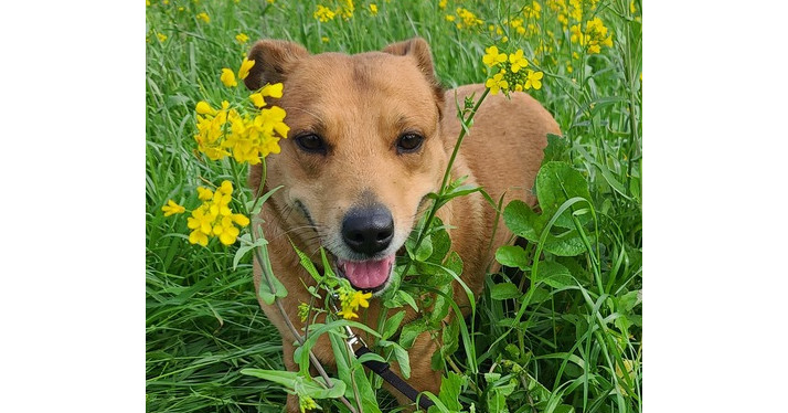 Goldie, an adoptable Cattle Dog, Shepherd in Santa Rosa, CA, 95401 | Photo Image 2