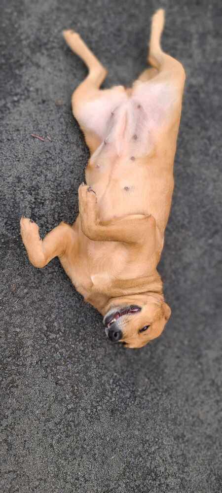 Goldie, an adoptable Cattle Dog, Shepherd in Santa Rosa, CA, 95401 | Photo Image 4