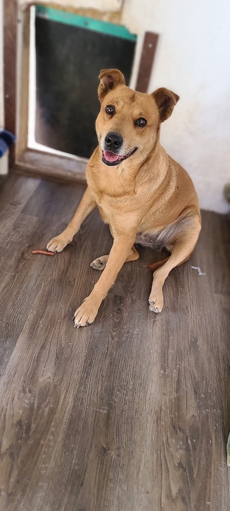 Goldie, an adoptable Cattle Dog, Shepherd in Santa Rosa, CA, 95401 | Photo Image 6