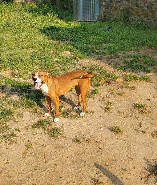 Jill, an adoptable American Staffordshire Terrier, Hound in Holly Springs, NC, 27540 | Photo Image 2