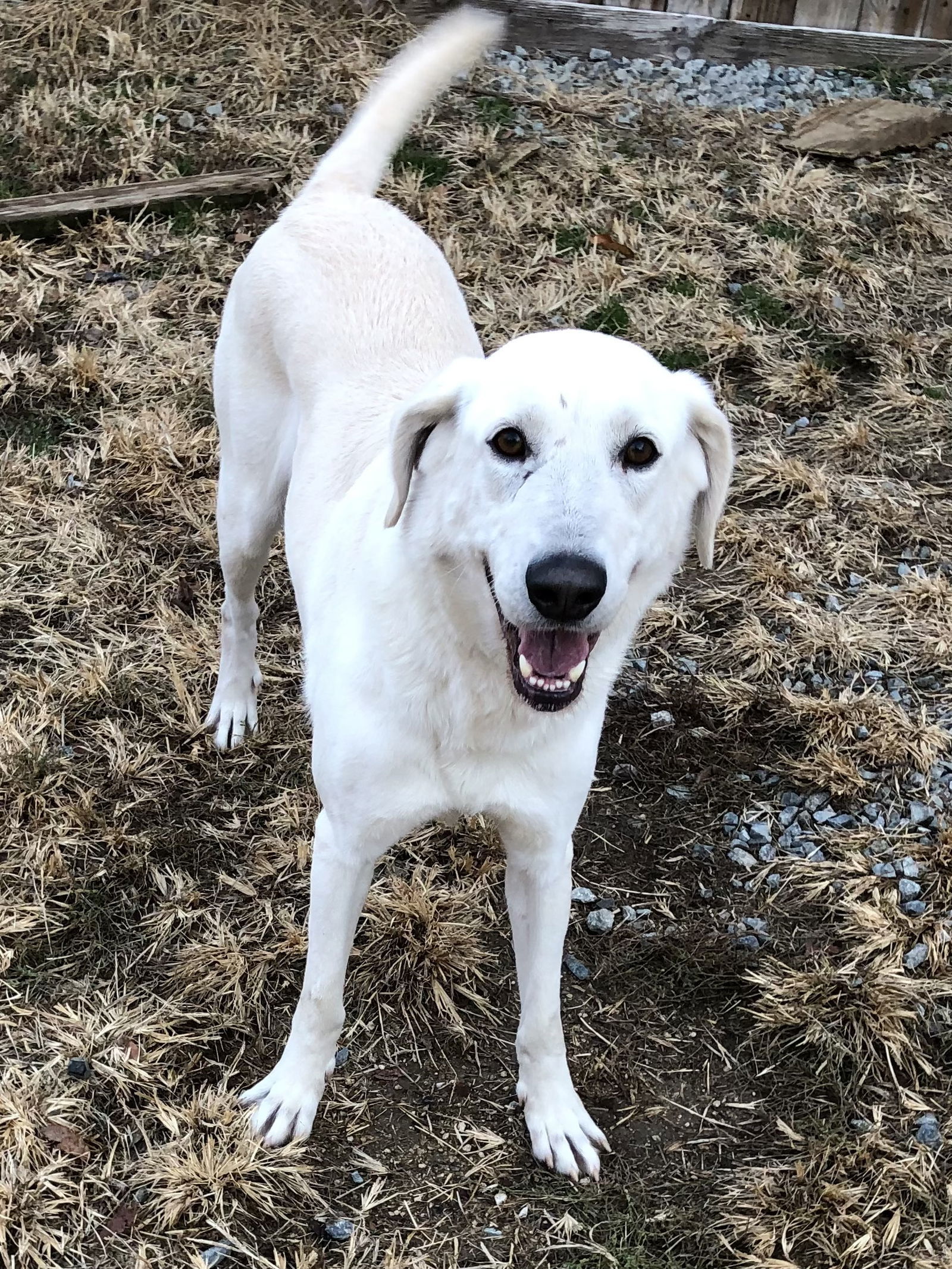 Craigslist Thomasville Ga Pets - wzrolqs