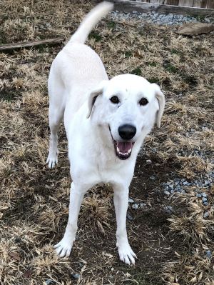 Bijou, Adult Female Great Pyrenees