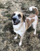 Paisley, Adult Female Great Pyrenees