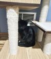 Capone and Chapo (bonded pair) 