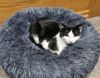 Capone and Chapo (bonded pair) 