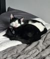 Capone and Chapo (bonded pair) 