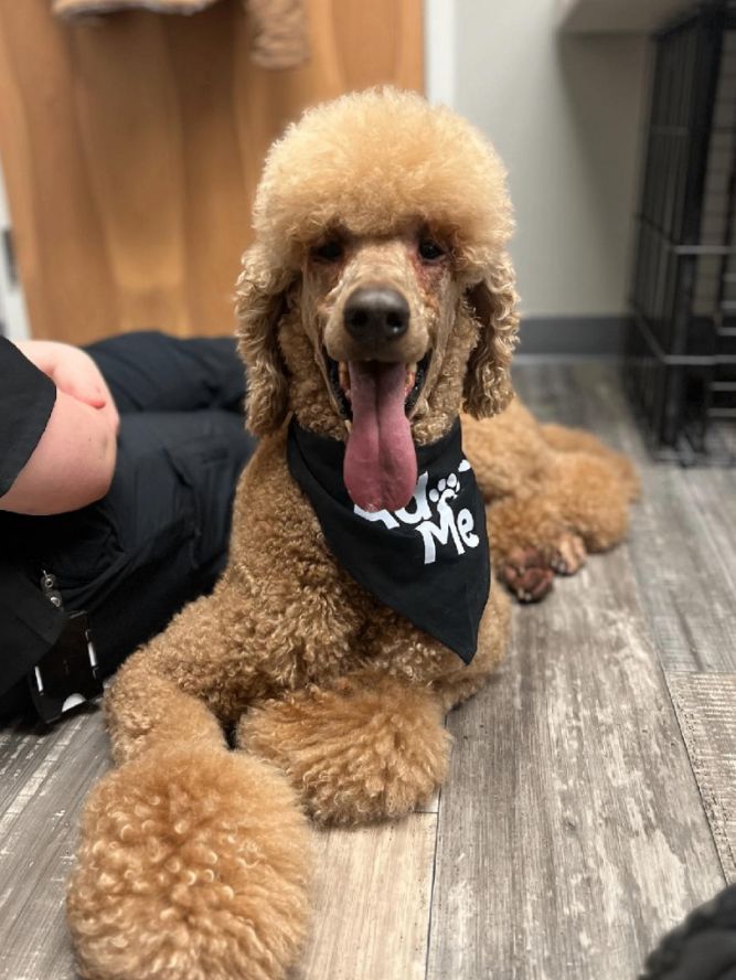 King store standard poodle