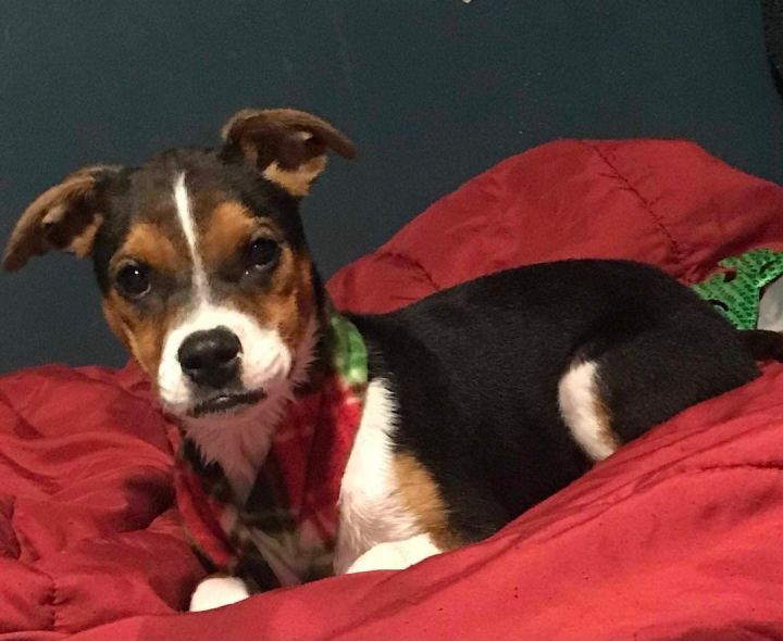 Dog for adoption Kennedy, a Feist & Rat Terrier Mix in Scottsboro, AL