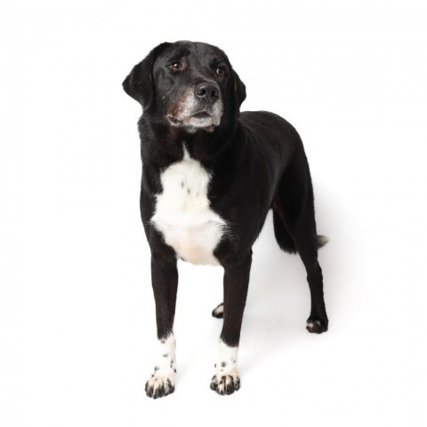 Daley, an adoptable Labrador Retriever in Corpus Christi, TX, 78415 | Photo Image 1