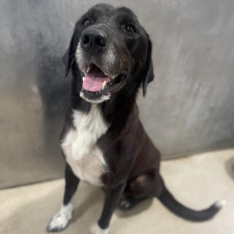 Daley, an adoptable Labrador Retriever in Corpus Christi, TX, 78415 | Photo Image 2