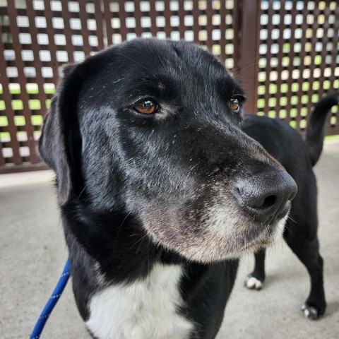 Daley, an adoptable Labrador Retriever in Corpus Christi, TX, 78415 | Photo Image 3