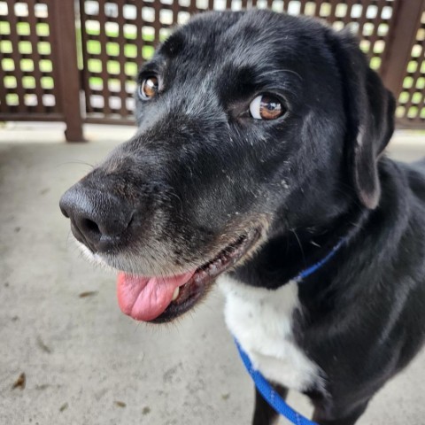 Daley, an adoptable Labrador Retriever in Corpus Christi, TX, 78415 | Photo Image 4