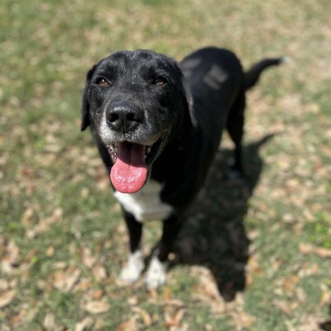 Daley, an adoptable Labrador Retriever in Corpus Christi, TX, 78415 | Photo Image 5