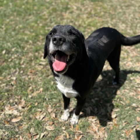 Daley, an adoptable Labrador Retriever in Corpus Christi, TX, 78415 | Photo Image 6