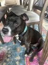 Inkblot- IN FOSTER photo 1