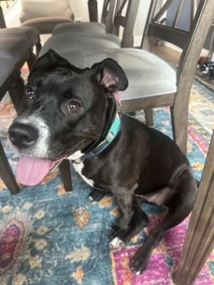 Inkblot- IN FOSTER, Adult Female Mixed Breed