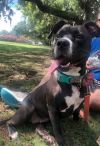 Inkblot- IN FOSTER photo 2