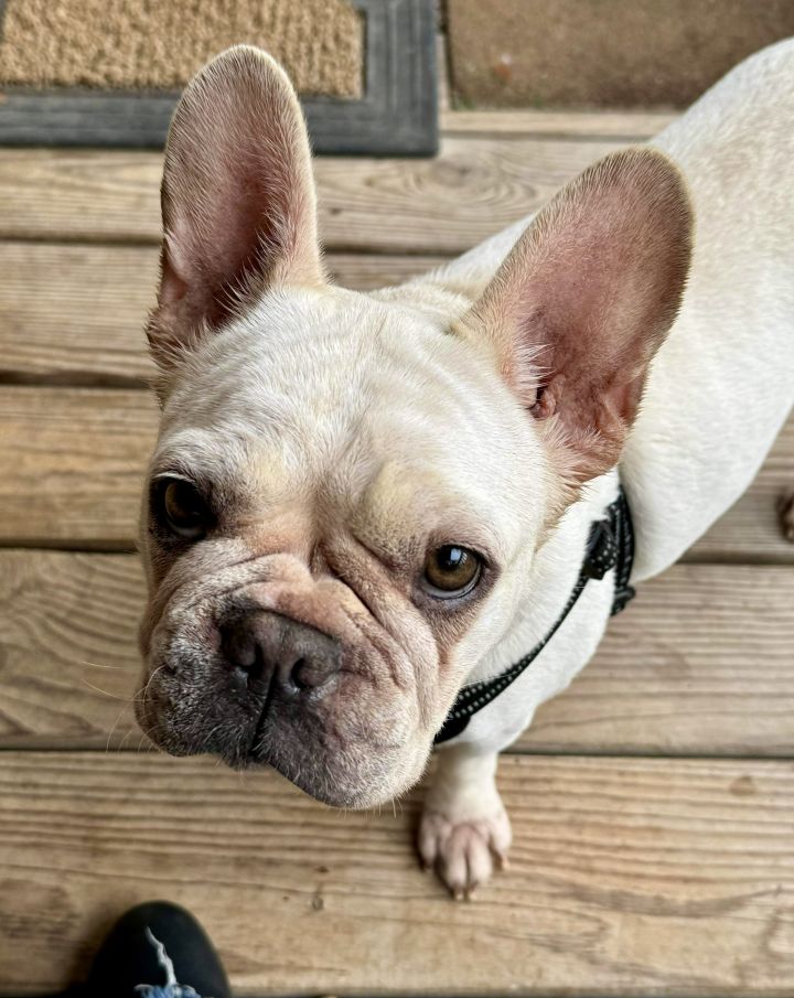 Nutmeg, an adoptable French Bulldog in Van Vleck, TX_image-1
