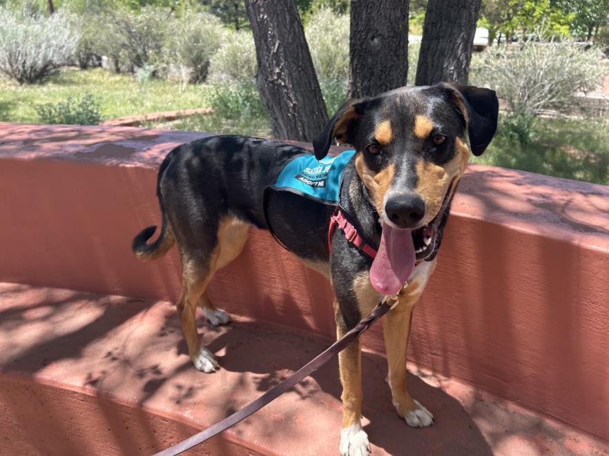 BABY, an adoptable Mixed Breed in Santa Fe, NM, 87507 | Photo Image 1