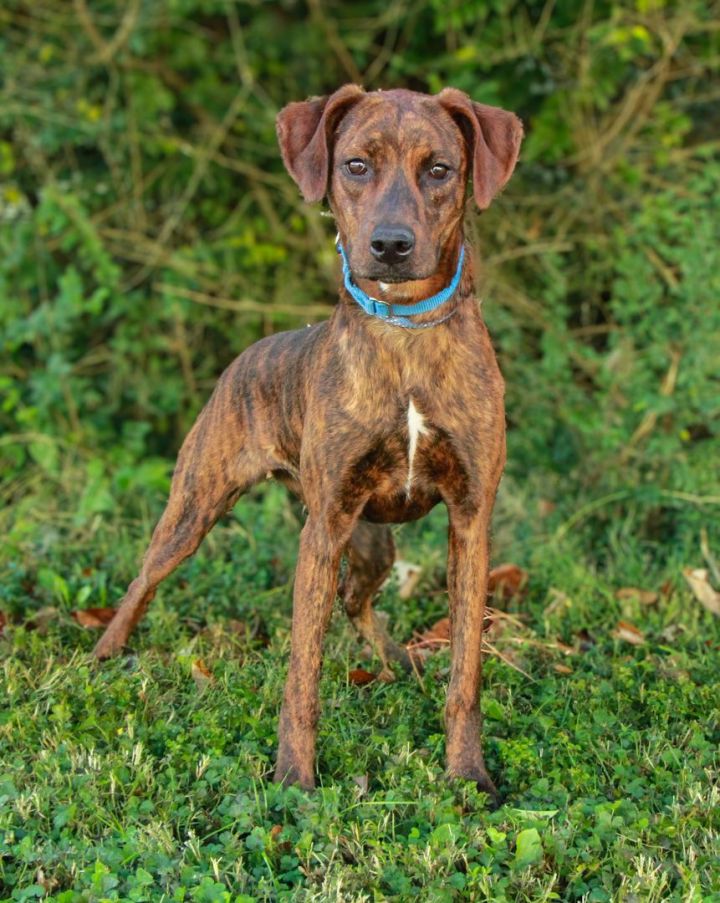 Brindle vizsla hot sale